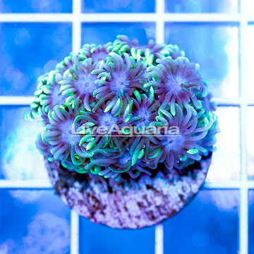 USA Cultured Goniopora Coral