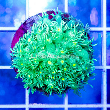 USA Cultured Goniopora Coral