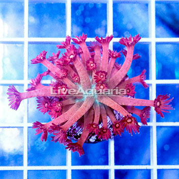 USA Cultured Goniopora Coral