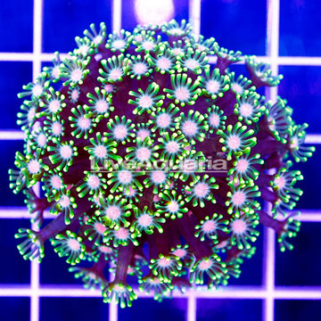 USA Cultured Alveopora Coral