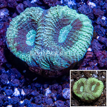 LiveAquaria® Cultured Goniastrea Coral