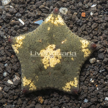 Pillow Sea Star