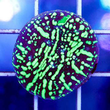 USA Cultured Ultra Chalice Coral