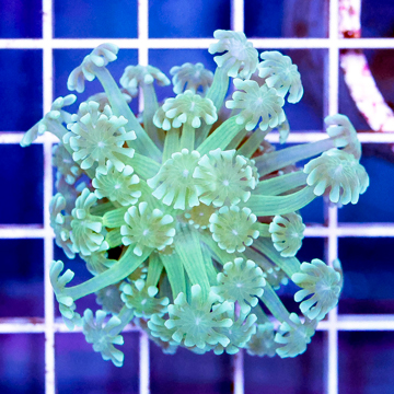 USA Cultured Alveopora Coral