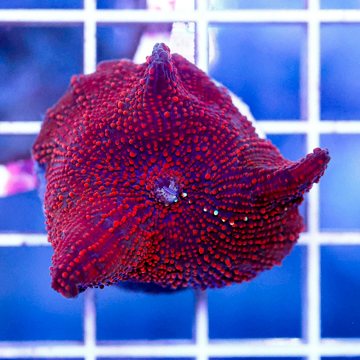 USA Cultured Actinodiscus Coral