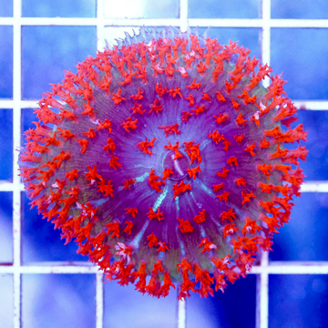 USA Cultured Rhodactis Mushroom Coral