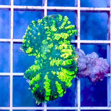 Rhodactis Mushroom Coral Indonesia