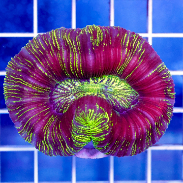 Open Brain Coral Indonesia