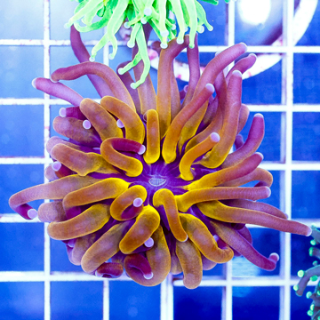 USA Cultured Torch Coral