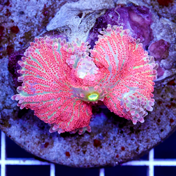 Ricordea Mushroom Indonesia