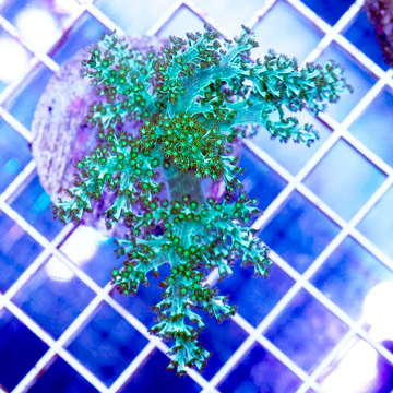 USA Cultured Pineapple Tree Coral