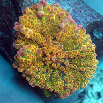 Ricordea Mushroom Coral