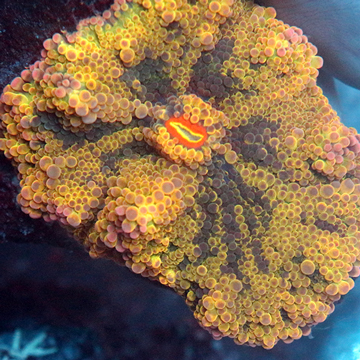 Ricordea Mushroom Coral
