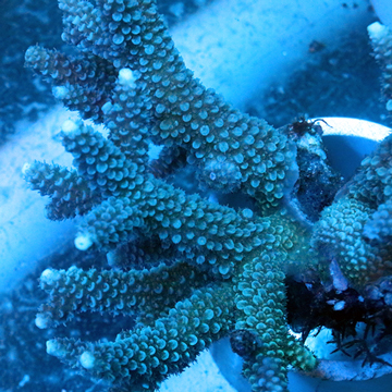 Acropora Coral Fiji