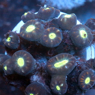 Candy Cane Coral Fiji