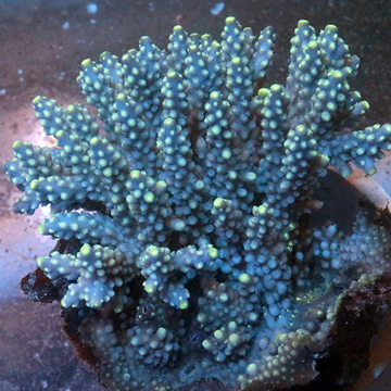 Acropora Coral Fiji