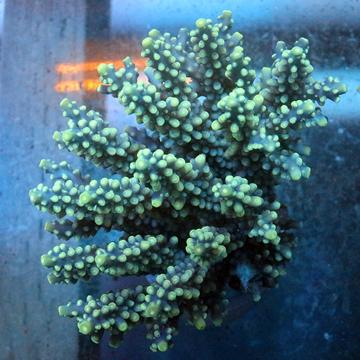 Acropora Coral Fiji
