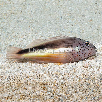 Freckled Hawkfish 