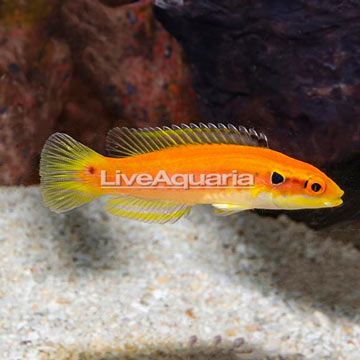 Yellow Candy Hogfish