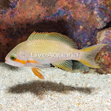 Huchtii Anthias, Male