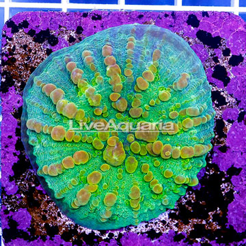 USA Cultured Bounce Chalice Coral 