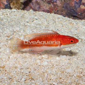 Ruby Longfin Fairy Wrasse 