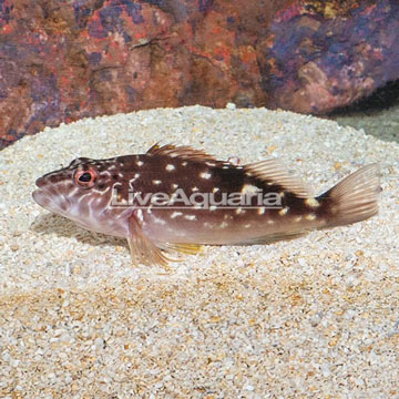 West African Hawkfish 