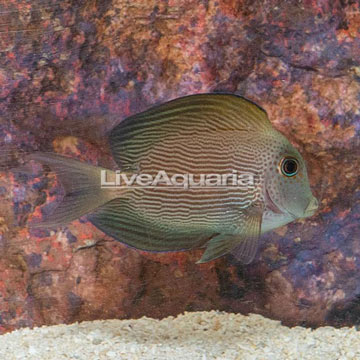 Orange Stripe Bristletooth Tang - LIVE DIVE