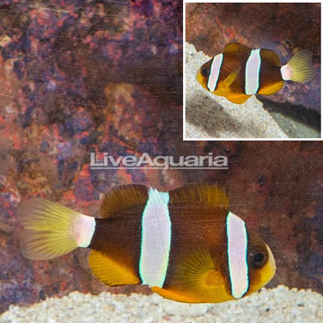 Clarkii Clownfish