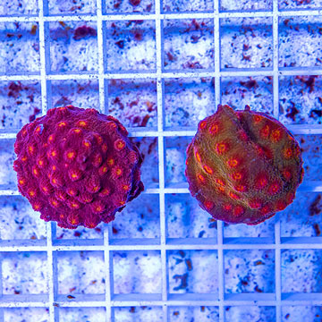 LiveAquaria® Two Pack Cultured Cyphastrea Frag