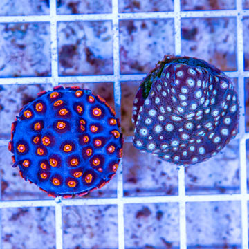 LiveAquaria® Two Pack Cultured Cyphastrea Frag