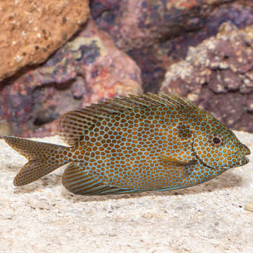 Gold Spotted Rabbitfish