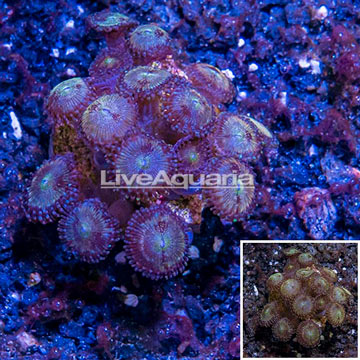 LiveAquaria® Cultured Zoanthus Coral 