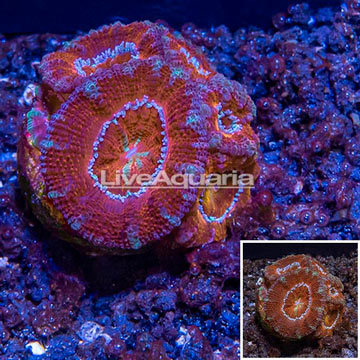 LiveAquaria® Cultured Acan Lord Coral