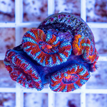LiveAquaria® Cultured Acan Lord Coral