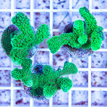 LiveAquaria® Three Pack Cultured Stylophora Coral