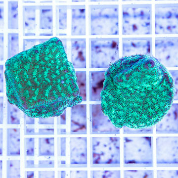 LiveAquaria® Two Pack Cultured Leptoseris Coral