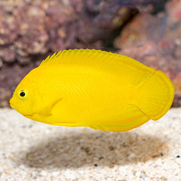 Yellow Angelfish 