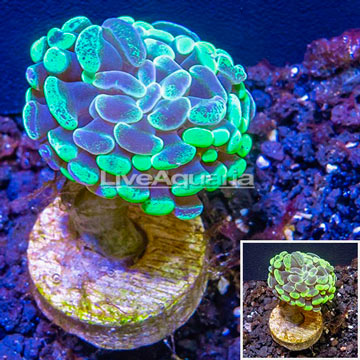 LiveAquaria® Cultured Hammer Coral