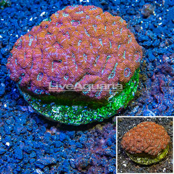 Acan Lord Coral Indonesia