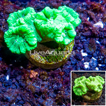 LiveAquaria® Cultured Caulastrea Coral