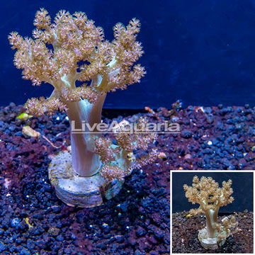 Kenya Tree Coral Indonesia