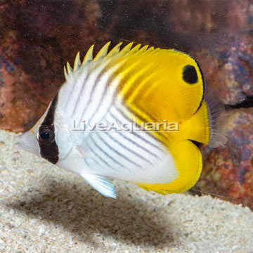 Auriga Butterflyfish