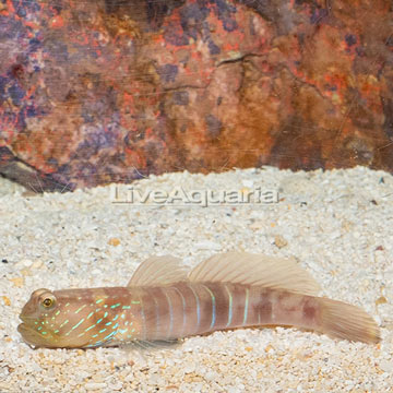 Lagoon Shrimp Goby