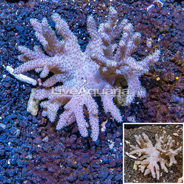 Sinularia Leather Coral Vietnam