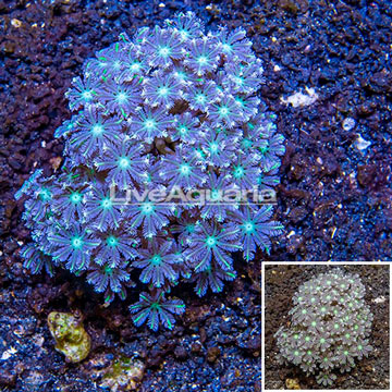 Glove Polyp Coral Indonesia