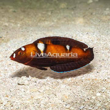 Formosa Wrasse