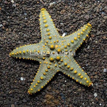 Knobby green sea star