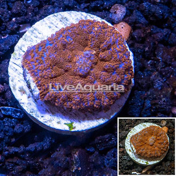 Mushroom Coral Indonesia