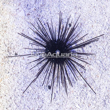 Black Longspine Urchin